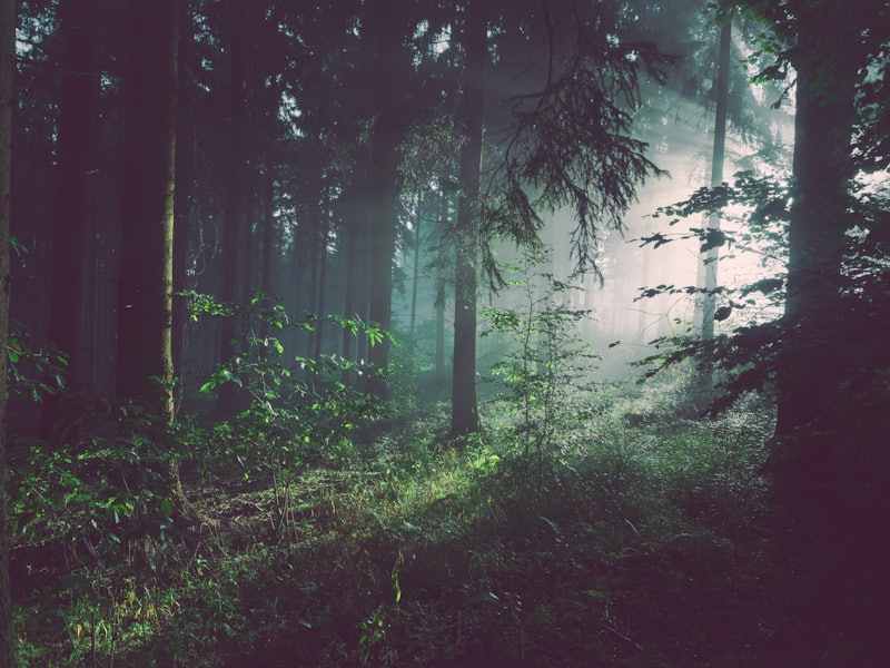 Path through trees
